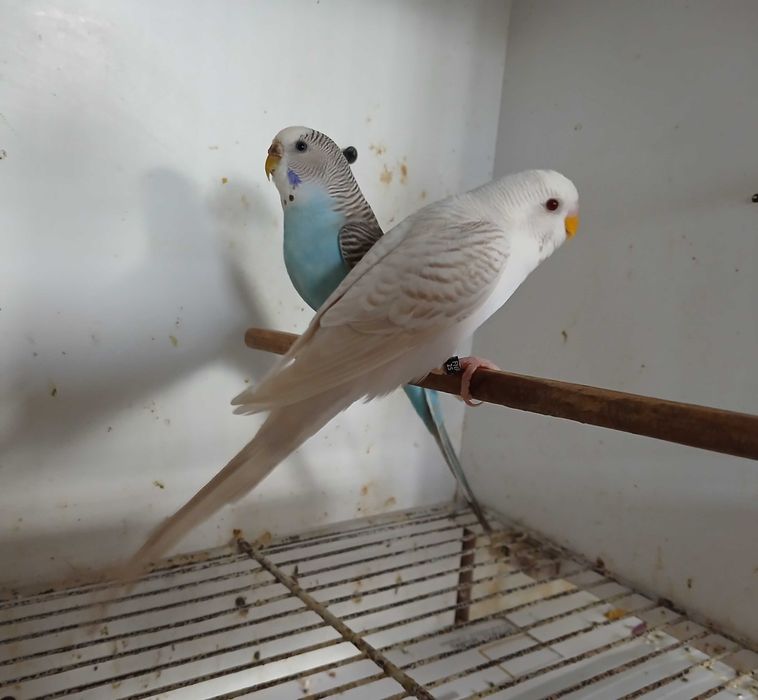 Piriquitos Australianos