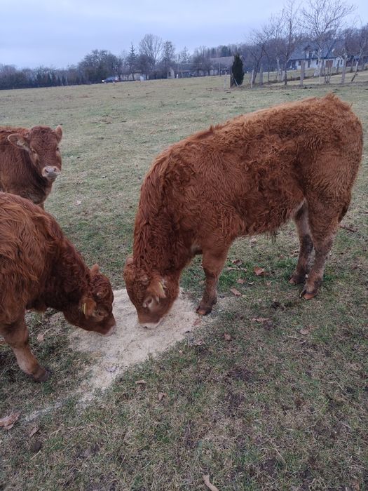 Odsadki 100% limusine