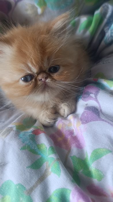 Персидские котята