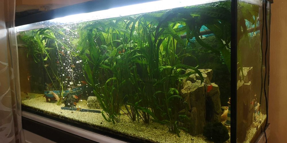 Sprzedam Cryptocoryna  XXL  2 szt ,