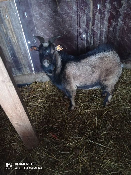 Kozy miniaturki capek