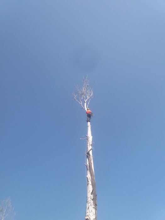 Спиляємо проблемні дерева,спил дерев,послуги лісоруба,спиляти дерево