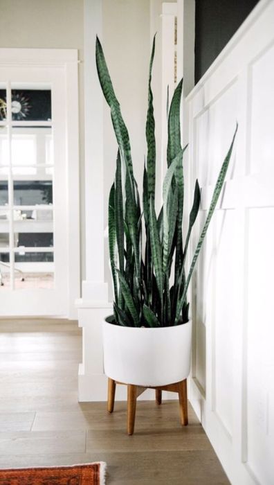 Сансевиерия высокорослая, тещин язык