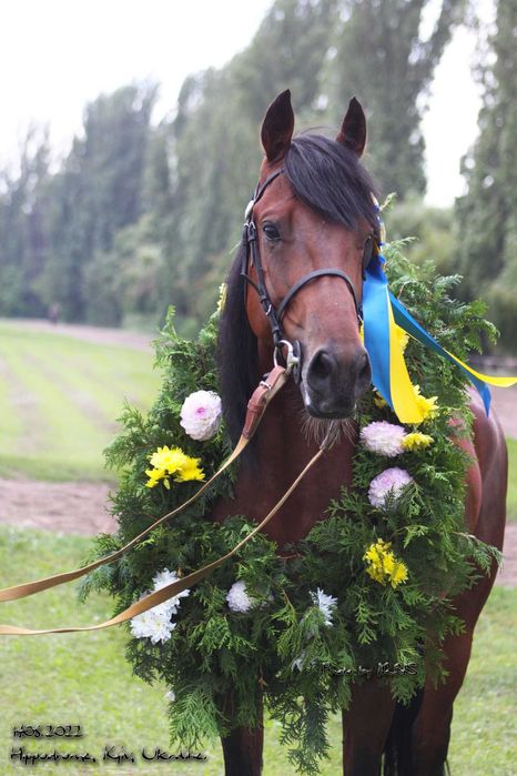 Жеребець на паровку