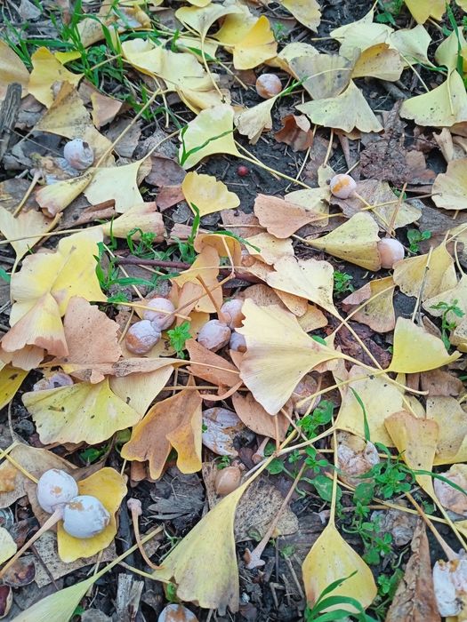 Гінкго білоба, насіння та саджанці