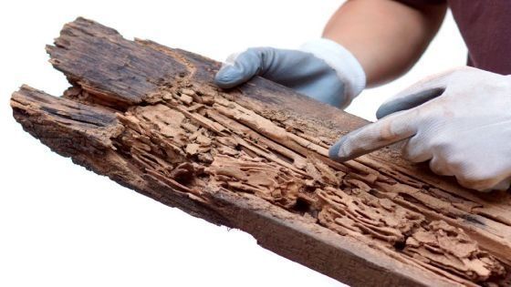 Extermínio de Térmitas