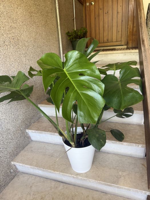 Monstera deliciosa