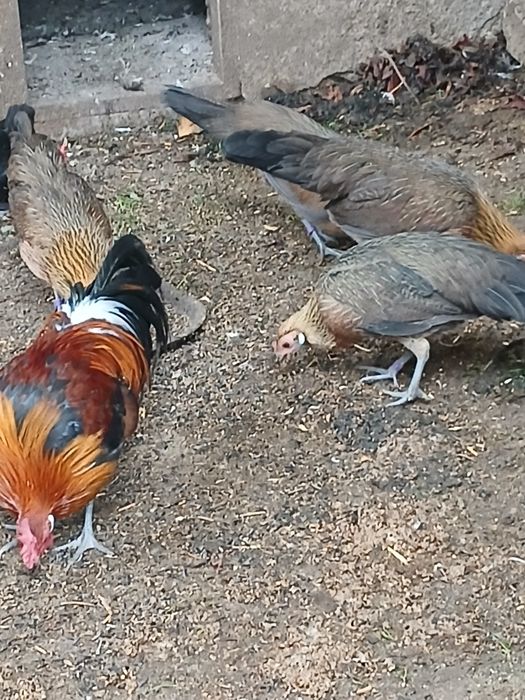 Продам сімью феніксів 1+2.