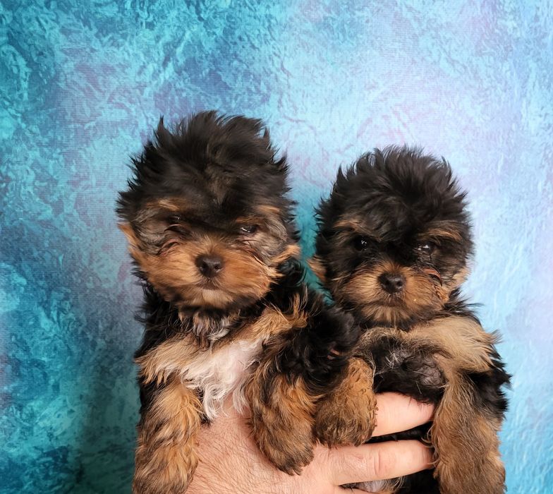 Йоркширський тер'єра