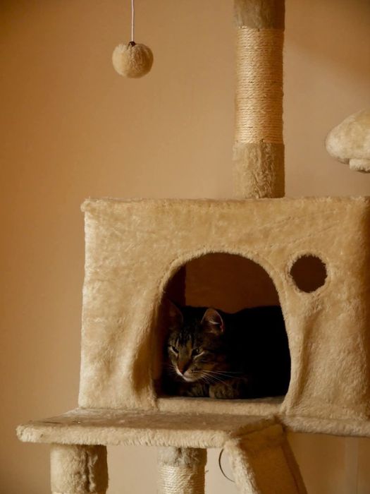 Urocza koteczka do adopcji
