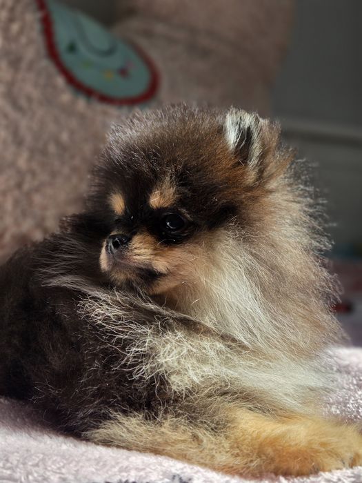 Szpic miniaturowy (chłopiec) black tan