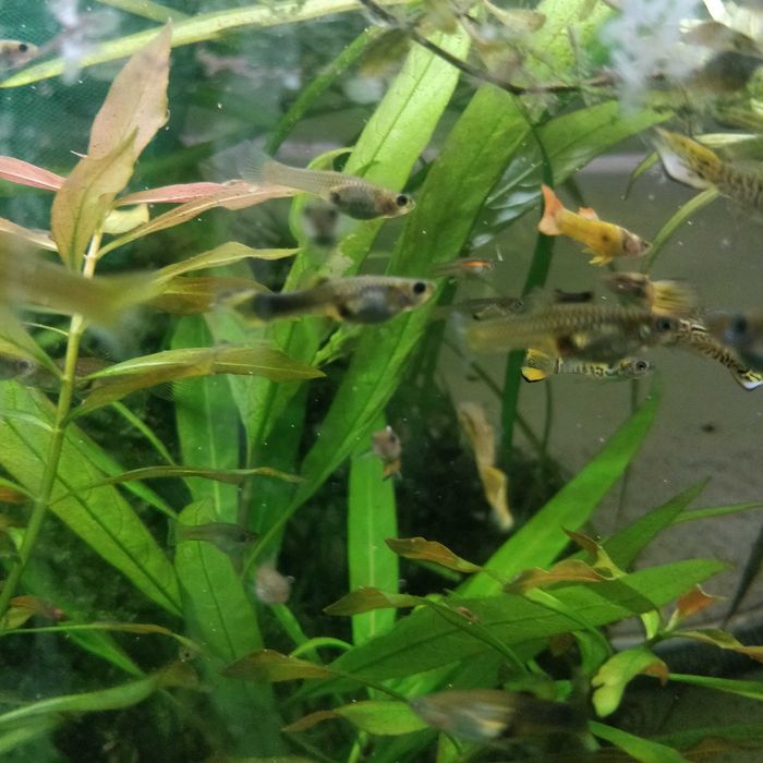 Gupiki narybek z własnej hodowli 3 cm