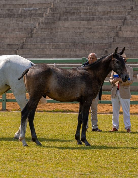 Troco poldros e/ou poldras Lusitanas por jeep