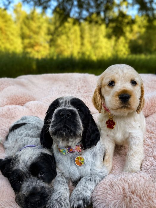 Cocker spaniel angielski