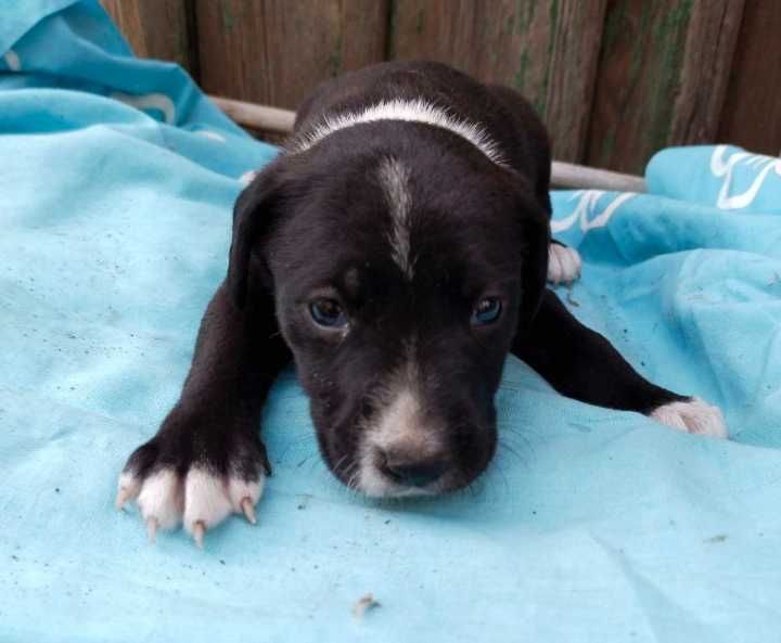 Цуценята безкоштовно