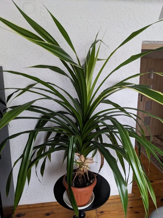 PANDAN 150 cm wysokości
