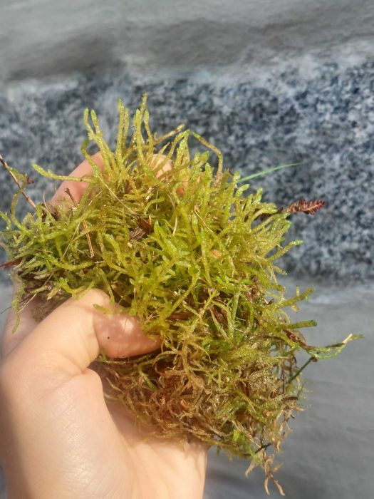 Musgo Sphagnum Moss 3L