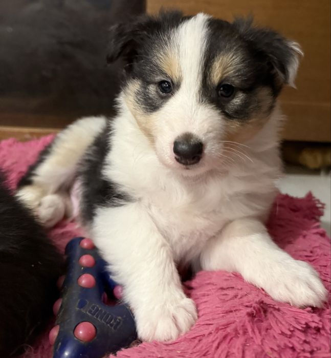Owczarek Szetlandzki chlopiec blue merle ZKwP FCI
