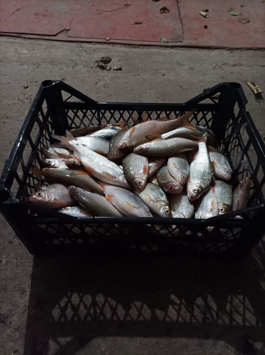 Плотва свіжого вилову   з ікрою доставка .