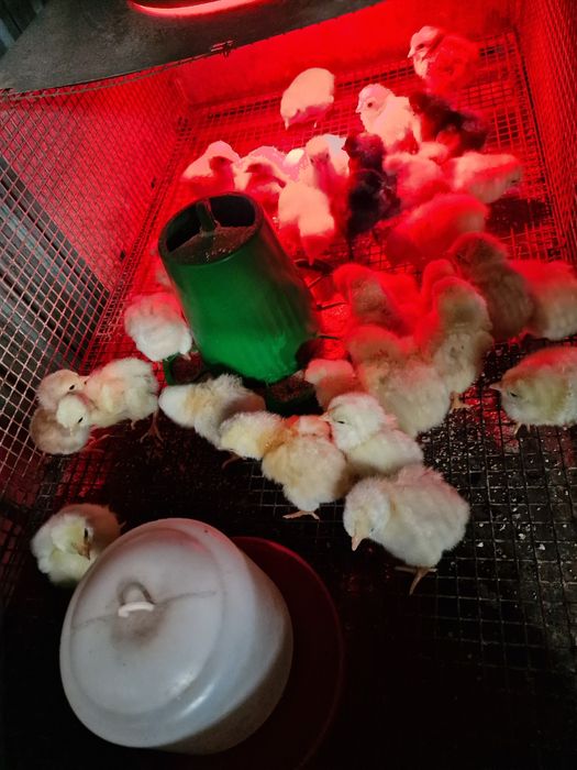 Vendo ovos galados,pintos e galos em Portimão