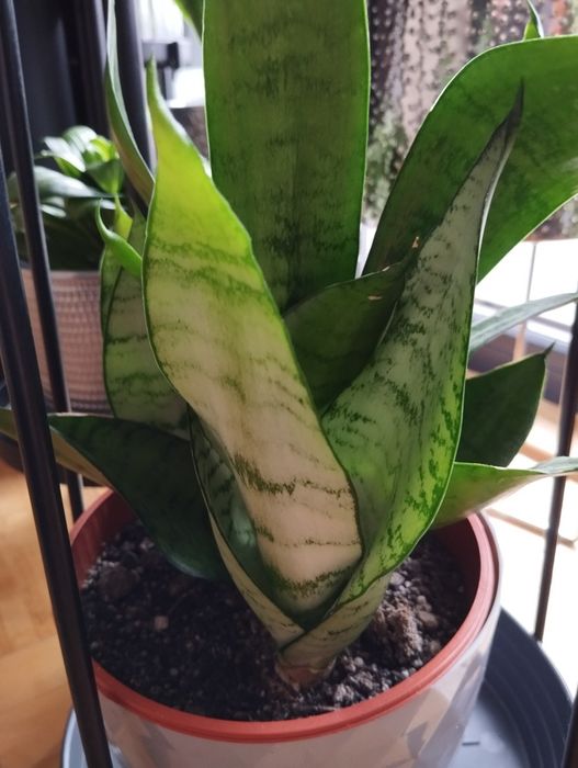 Sansevieria Silver Hahnii sansewieria  do kolekcji
