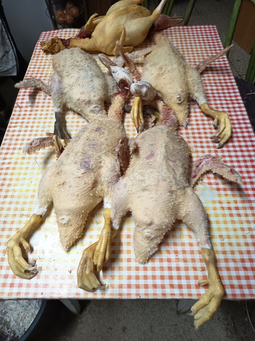 O verdadeiro sabor do campo à sua mesa!