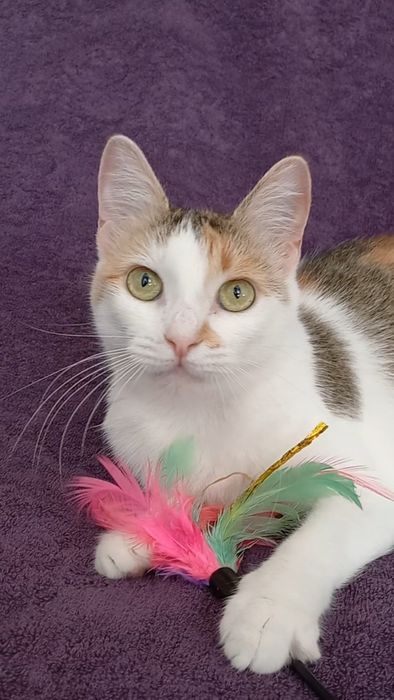 Трьохколірна / трьохмасна молода кішка. Має мікрочіп, ветпаспорт..