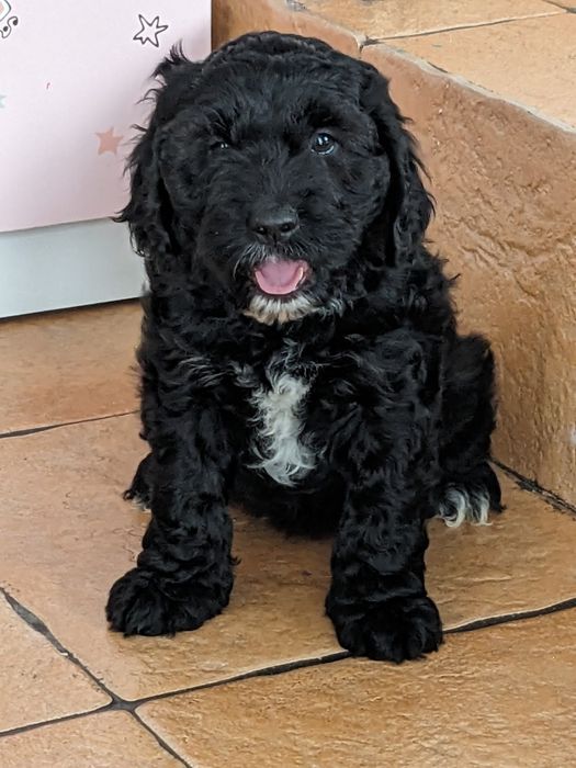 Suczka Springerdoodle pudel (cockapoo Maltipoo Doodle)