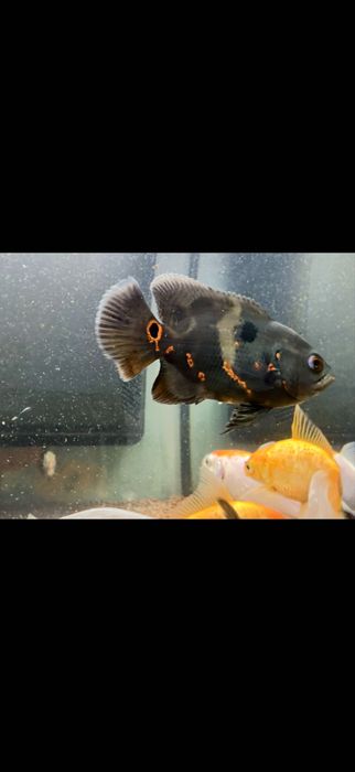 Peixe Óscar para venda
