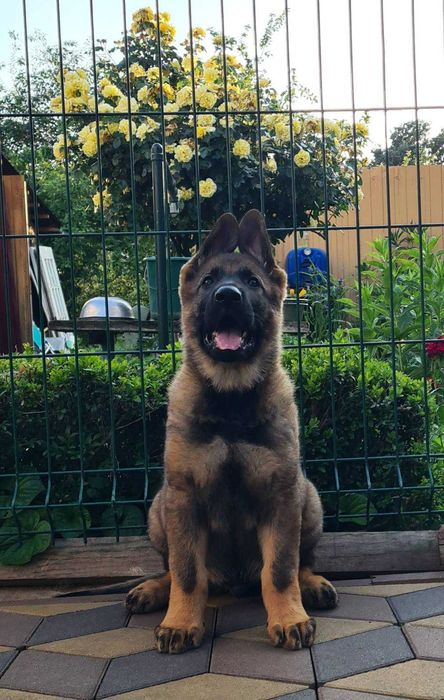 Цуценята німецької вівчарки.