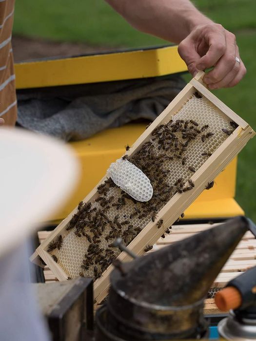Rodzina pszczela, odkład, Sypaniec, silne, leczone