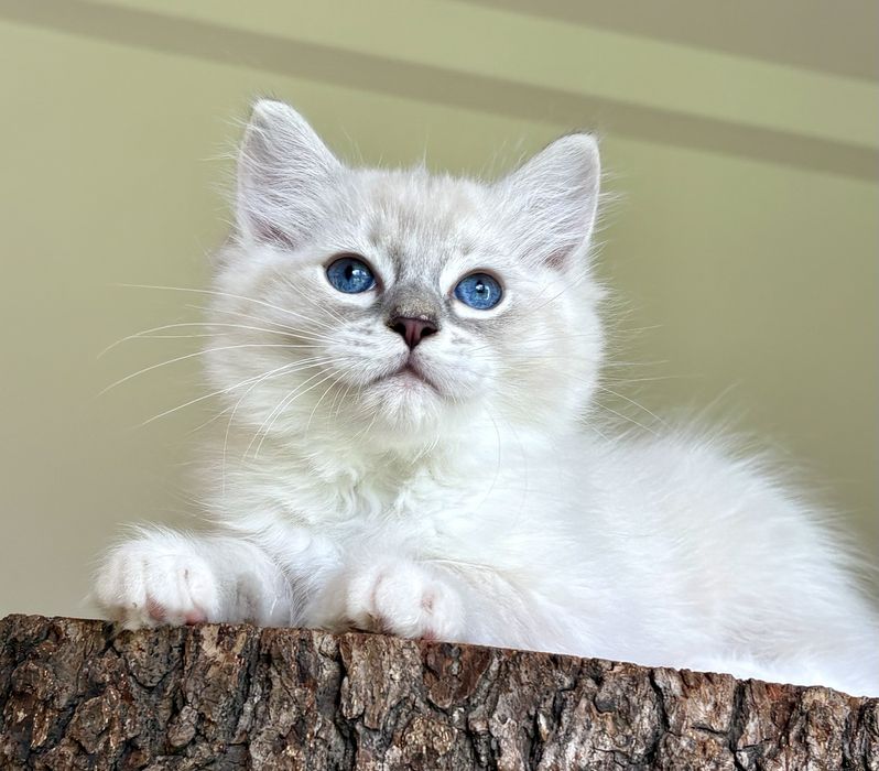 Ragdoll FPL kocurek blue mitted tabby