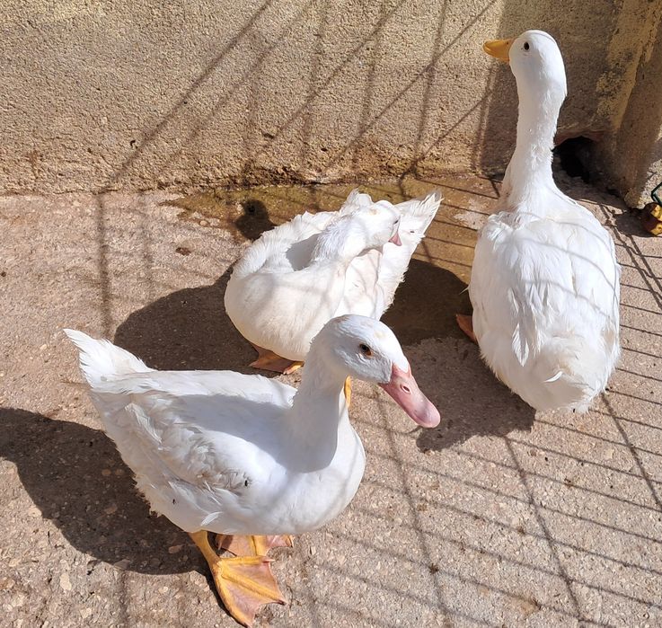 3 patos brancos adultos