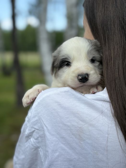 Border Collie ZKwP FCI piesek, Blue Merle piękny SHOW