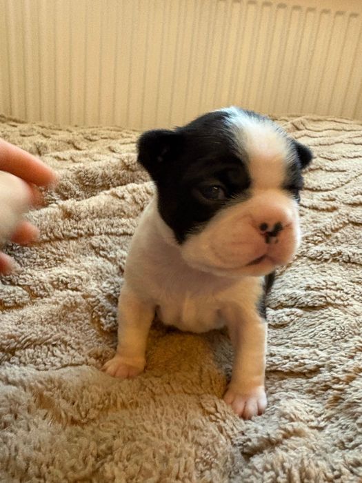 Boston Terrier ZkwP