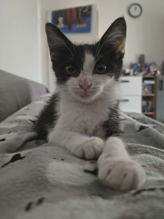 Mała kicia do adopcji