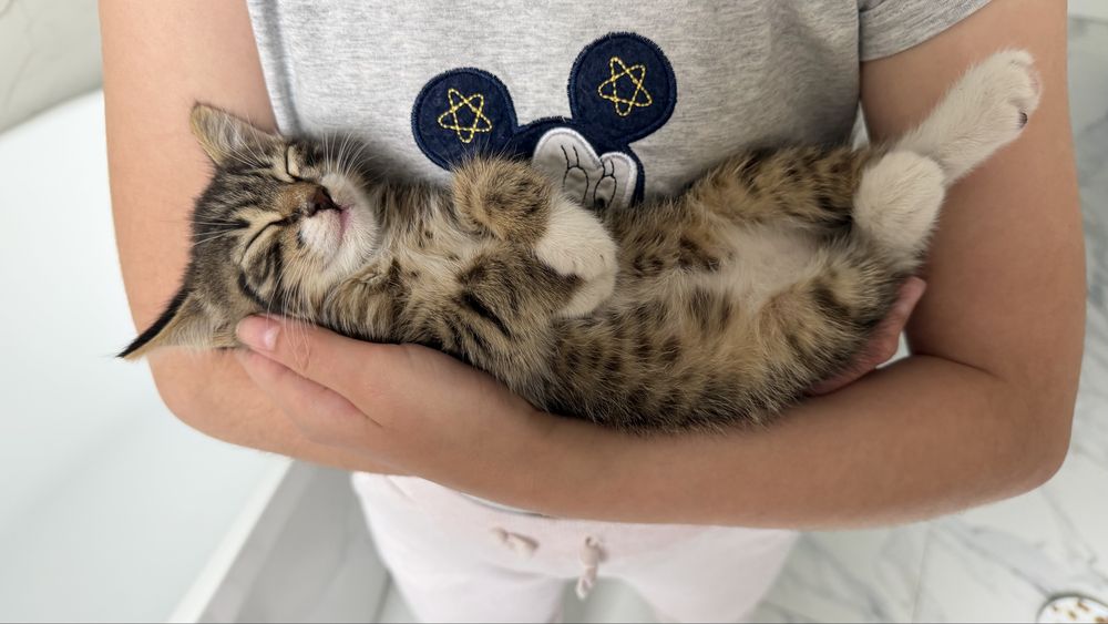Кошенятко (дівчинка) 1,5 міс в добрі руки
