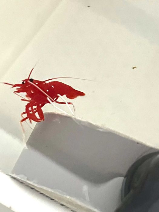 Camarão Lysmata debelius (Fire shrimp)