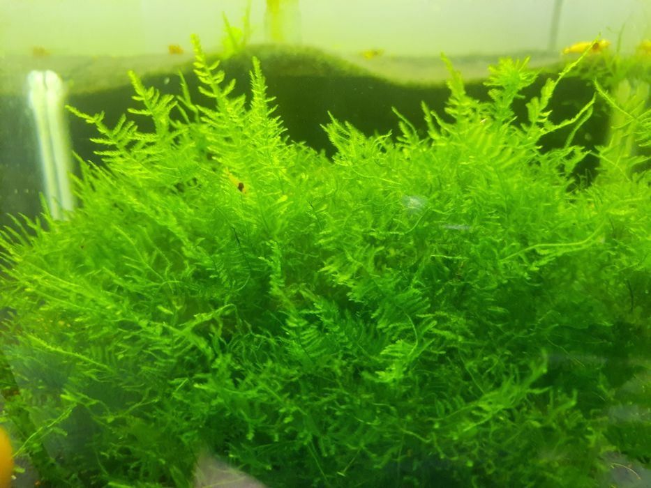 Mech Java moss Jawajski