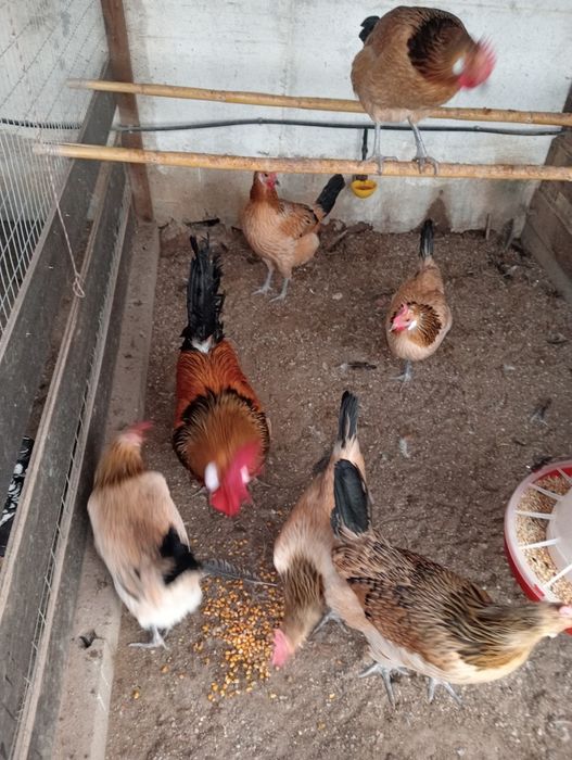 Ovos de andaluza surenha morucha