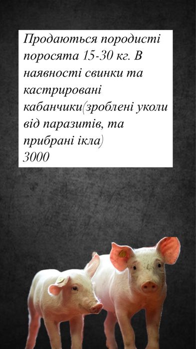 Прдаються породисті свинки