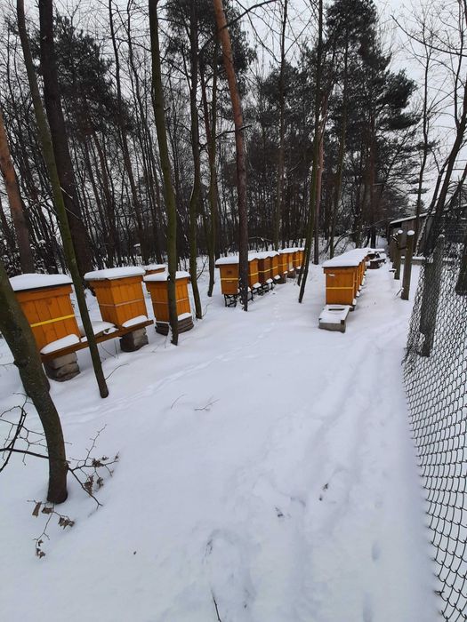 Pszczoły odkłady pszczele rodziny przezimowane