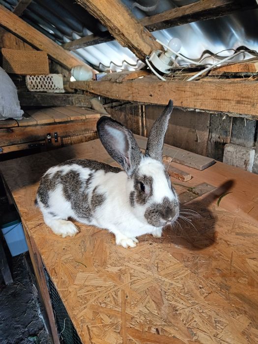 Samice królika po pierwszym wykocie srokacz