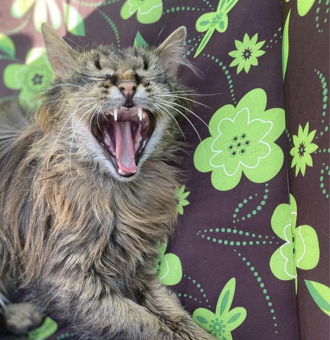 Віддам котика у дбайливі руки