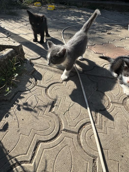 Віддамо кицинят в добрі руки