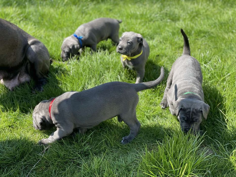 Cane corso Italiano-від розплідника