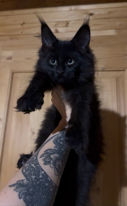 Мейн-Кун Мальчик с Гривой Черный,Black,котята