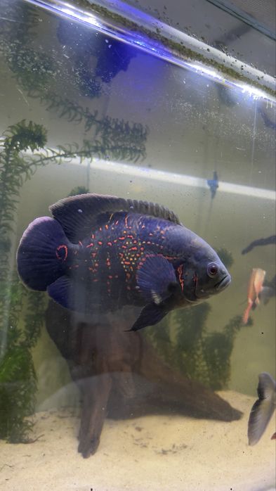 Oscar red bem marcado!