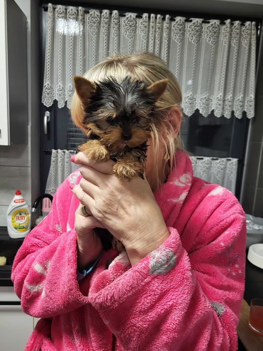 York Terrier suczka mini gotowe do odbioru z  rodowodem !!!