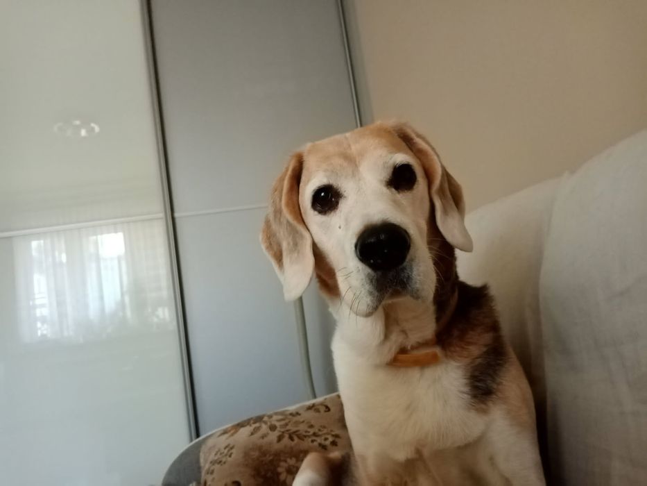 Oddam psa Beagle
